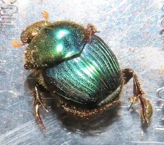 Proagoderus aureiceps