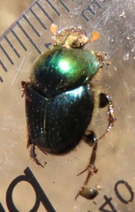 Proagoderus aureiceps