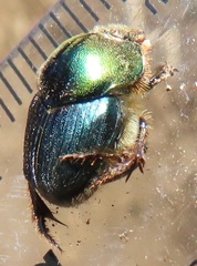Proagoderus aureiceps