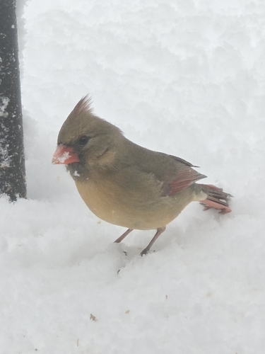Northern Cardinal