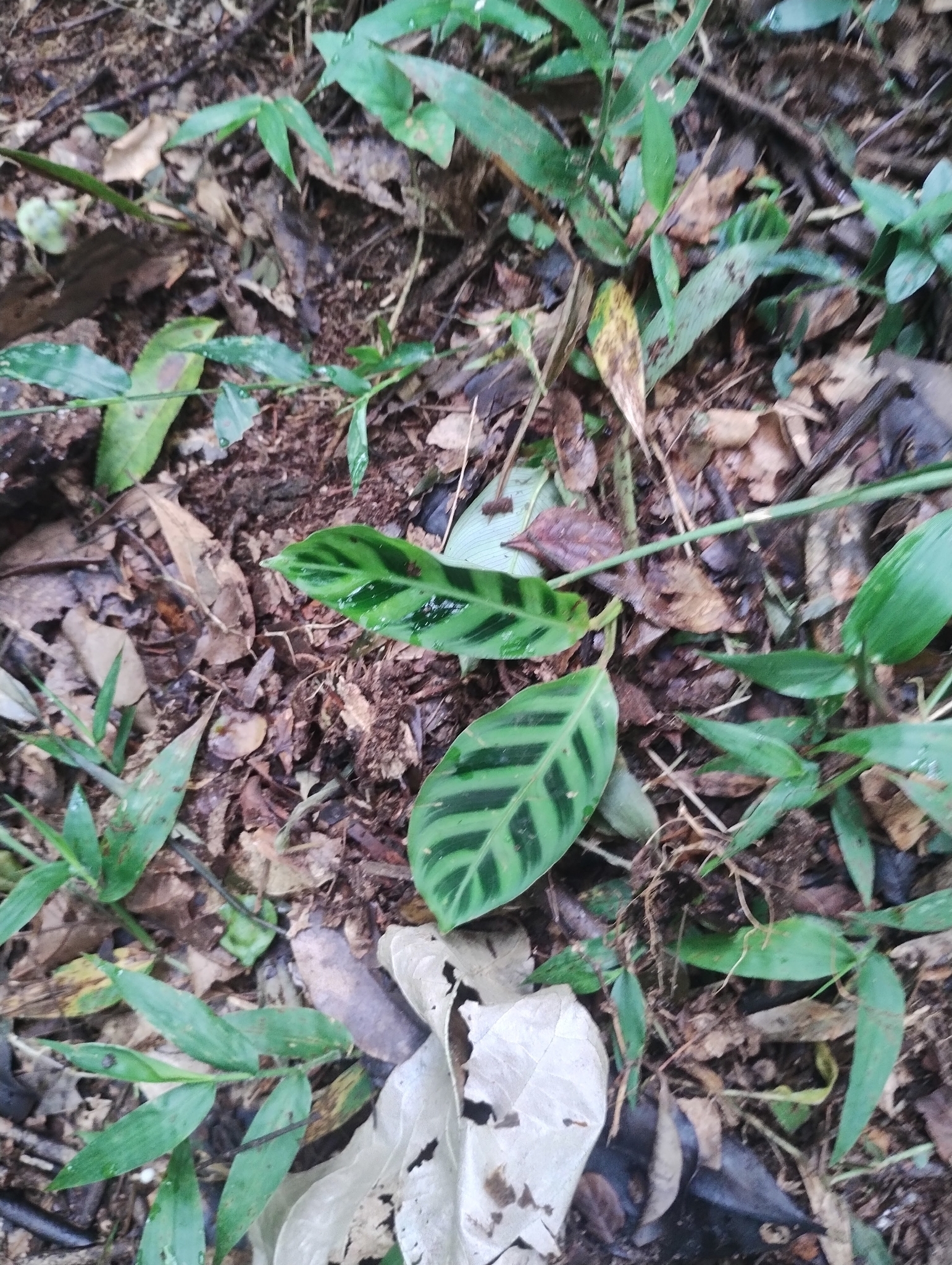 Goeppertia zebrina
