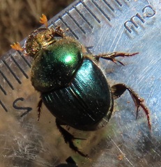 Proagoderus aureiceps