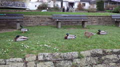 Anas platyrhynchos