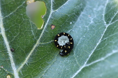 Tenthredo mandibularis