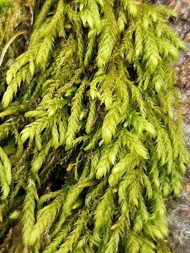 Many-fruited Leskea (Leskea polycarpa)