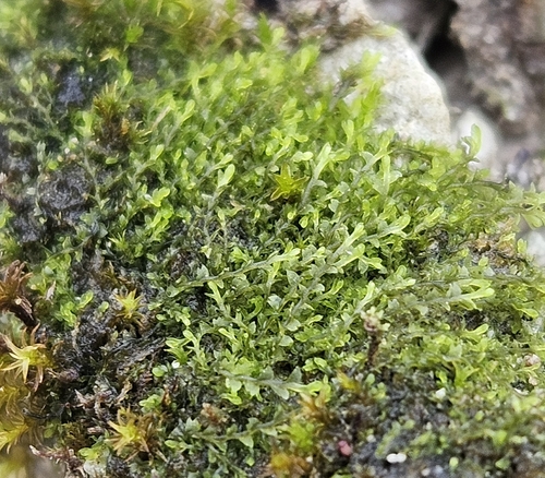 Scarce Notchwort (Mesoptychia badensis)