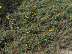 Aspalathus alpestris