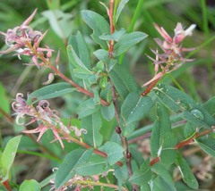 Salix myrtilloides