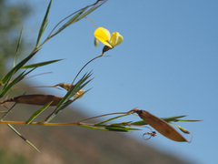 Aspalathus alpestris