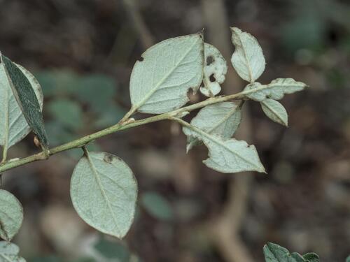 Cotoneaster franchetii