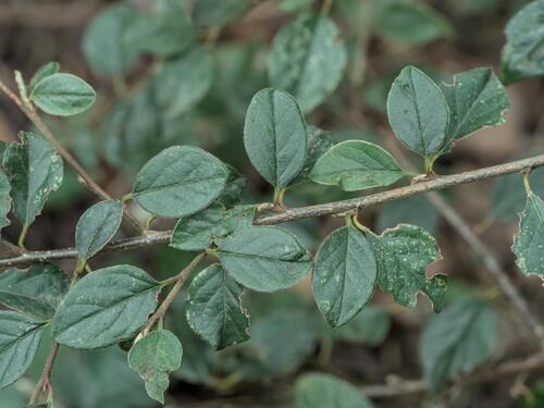 Cotoneaster franchetii