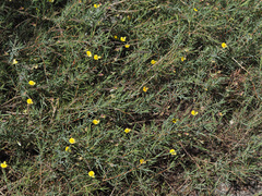 Aspalathus alpestris