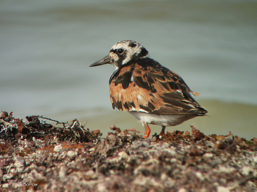 Ruddy Turnstone