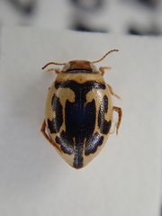 Hygrotus inaequalis