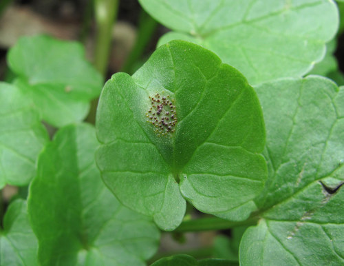Uromyces ficariae