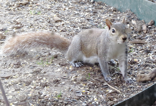 Eastern Gray Squirrel