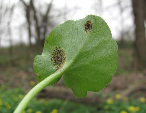 Uromyces ficariae