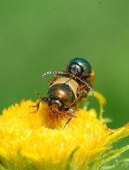 Cryptocephalus laetus