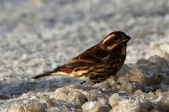 Haemorhous purpureus purpureus