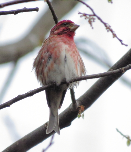 Purple Finch