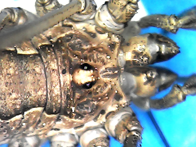 Phalangium minus
