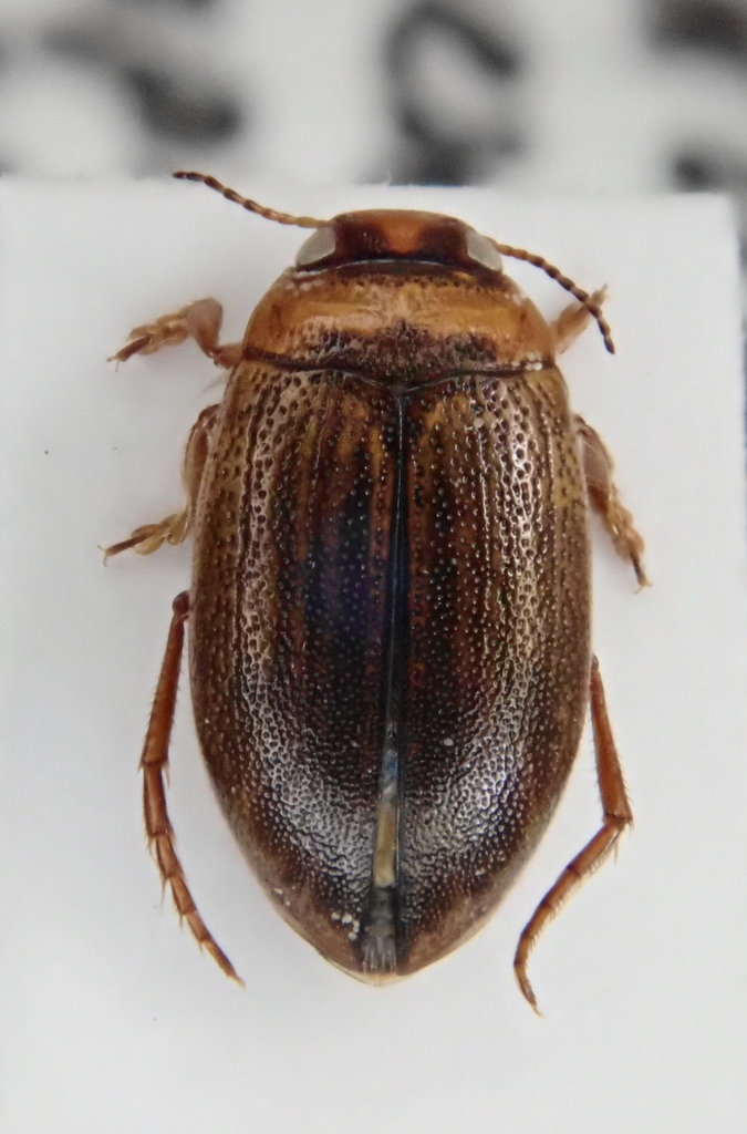 Hygrotini