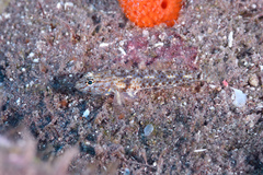 Bartail Goby photo 4