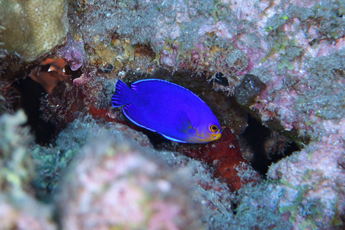 Cherub pygmy angelfish (Centropyge argi) — Pomacanthidae