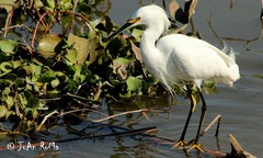 Egretta thula