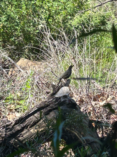 California Quail observed by matharken