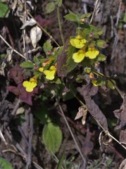 Lindenbergia grandiflora