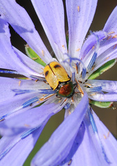 Cryptocephalus laetus