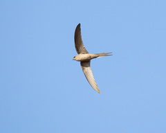 African Palm Swift photo 3