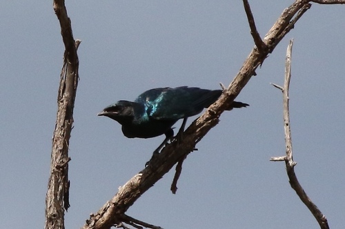 Burchell's Starling (Lamprotornis australis), photo 2