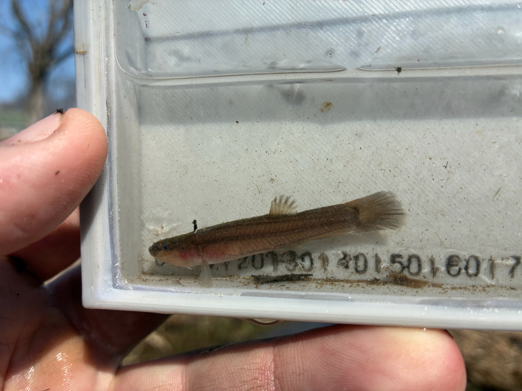 Spring cavefish (Forbesichthys agassizii) — Amblyopsidae