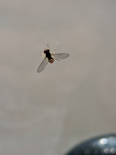 Unknown species found near Hilton Waco, Waco, TX 76701, USA