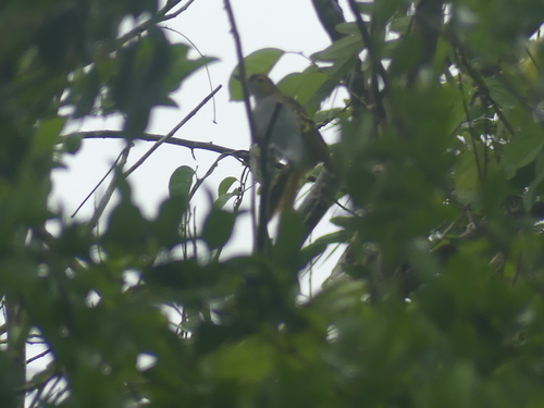 Western Nicator (Nicator chloris), photo 6