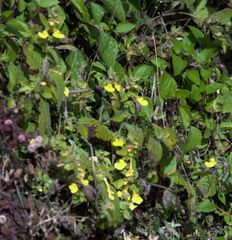 Lindenbergia grandiflora