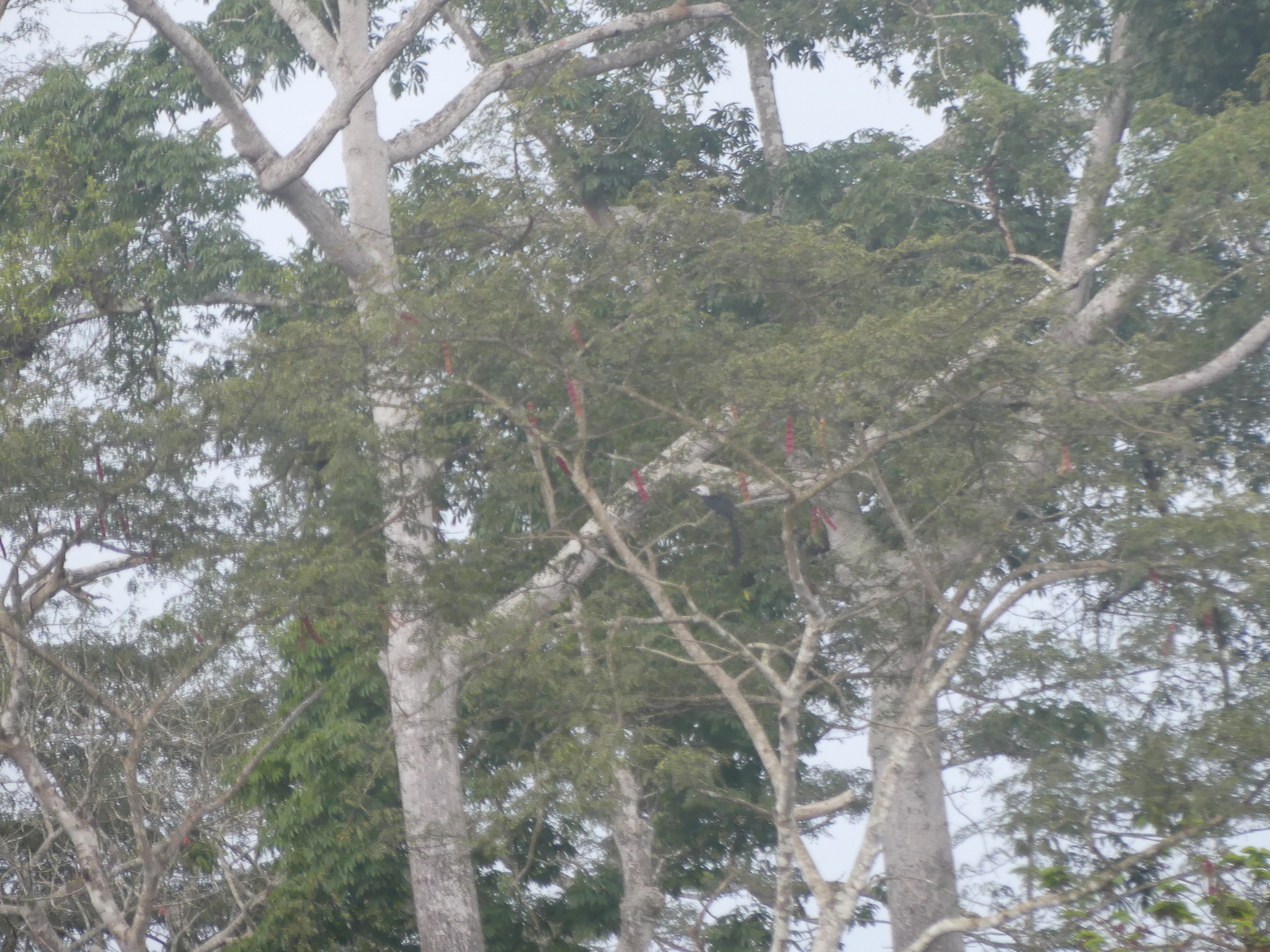 Western Long-tailed Hornbill (Horizocerus albocristatus), photo 1