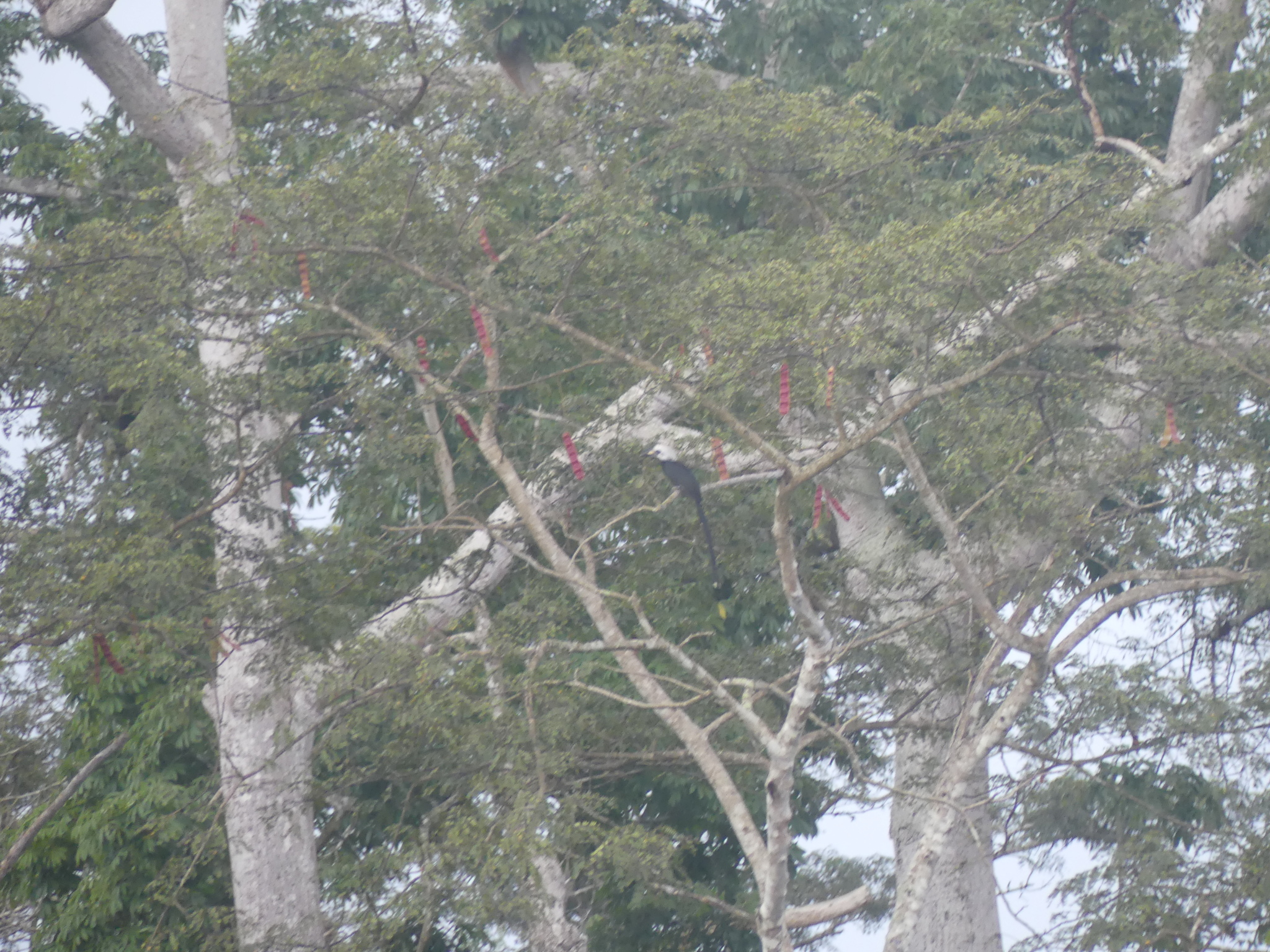 Western Long-tailed Hornbill (Horizocerus albocristatus), photo 2