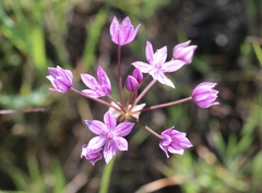 Allium hyalinum, photograph (c) Cricket Raspet, some rights reserved (CC BY)