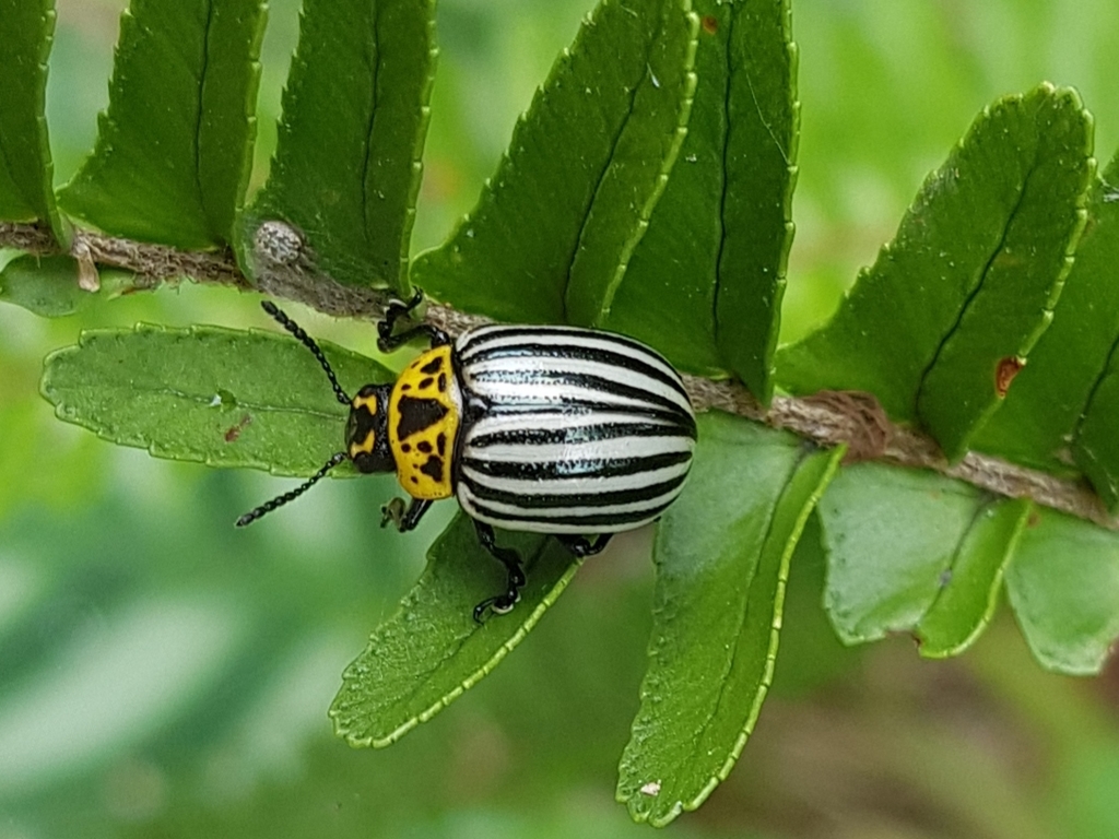 Potato Beetles