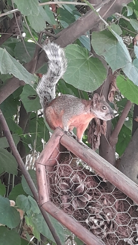 Ardilla vientre rojo observed by carlos2