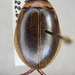 Graphoderus bilineatus - Photo (c) Aleksey,  זכויות יוצרים חלקיות (CC BY-NC), uploaded by Aleksey