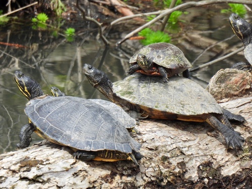 Chrysemys picta