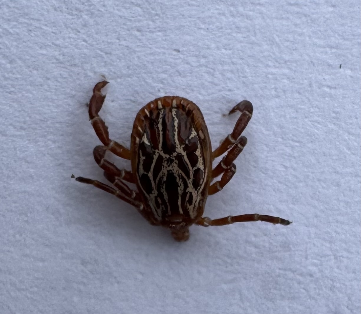 Amblyomma maculatum Koch, 1844