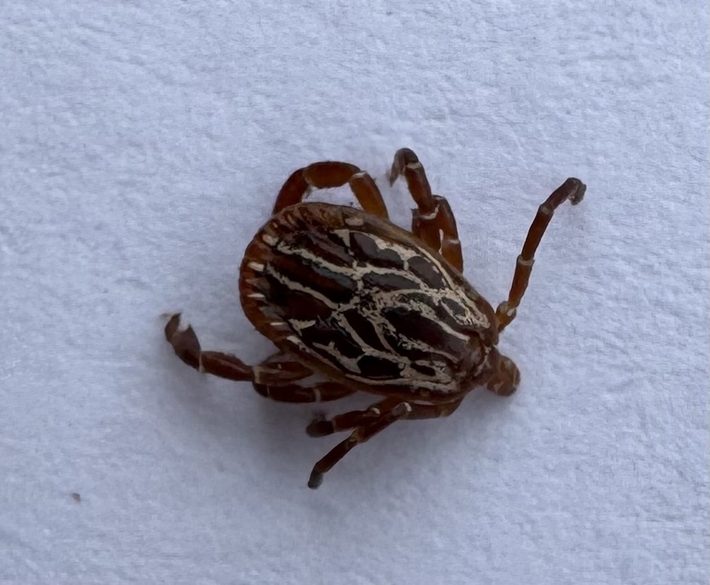 Amblyomma maculatum Koch, 1844