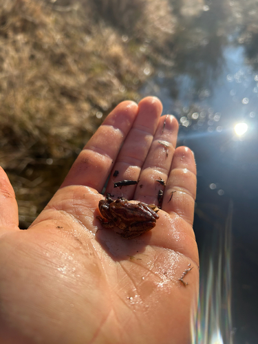 Spring Peeper observed by harrodw