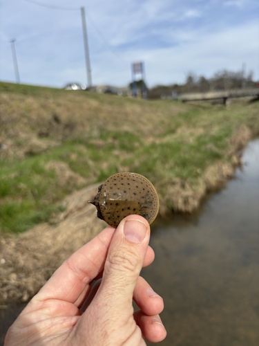 Gulf Coast Spiny Softshell observed by groverbrown