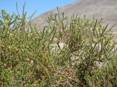 Adesmia atacamensis